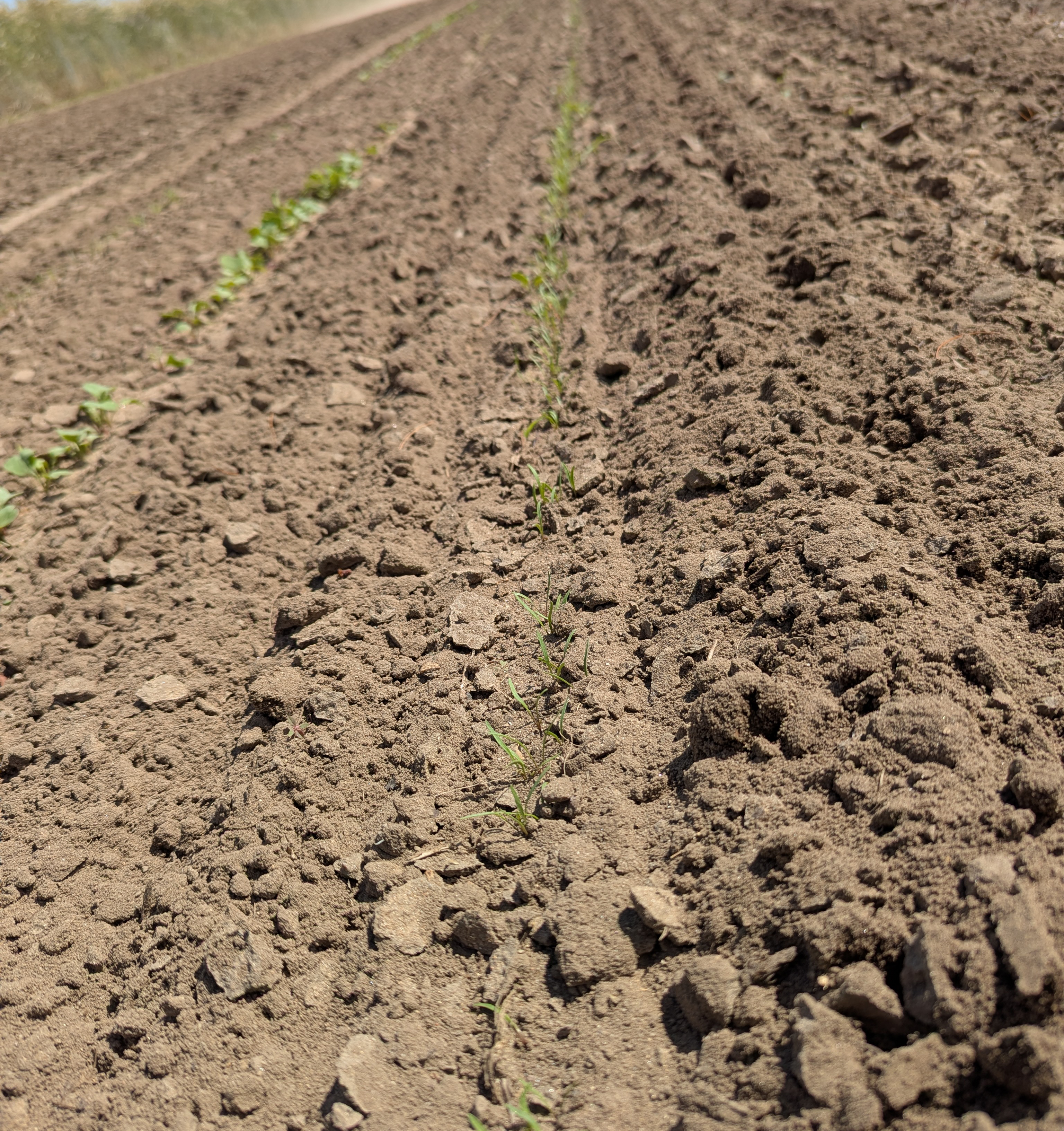 Rows of carrots planted into the ground.